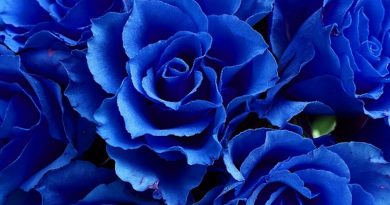 roses éternelle bleue