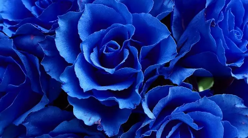 roses éternelle bleue