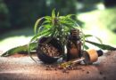graine de chanvre - graine de cannabis