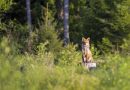 appareil photo de chasse