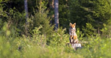 appareil photo de chasse