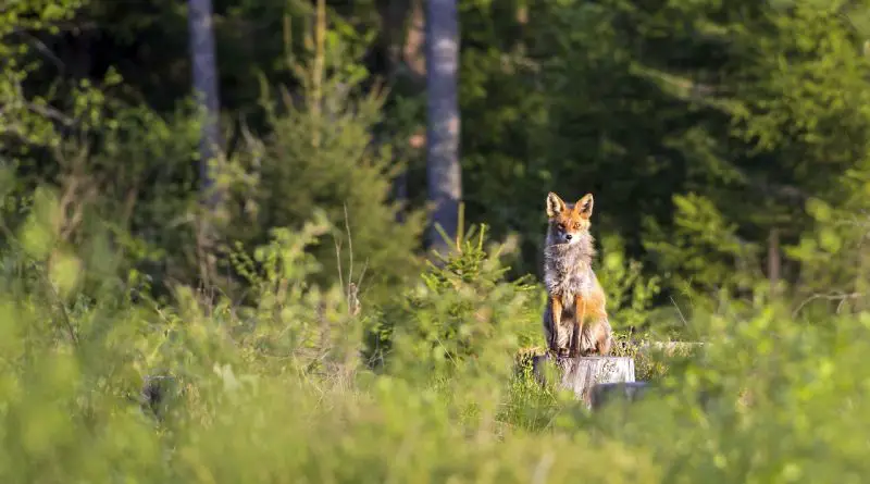 appareil photo de chasse