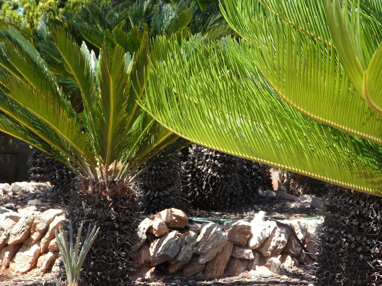 les cycas sont des plantes qui poussent lentement même sous un climat méditerranéen