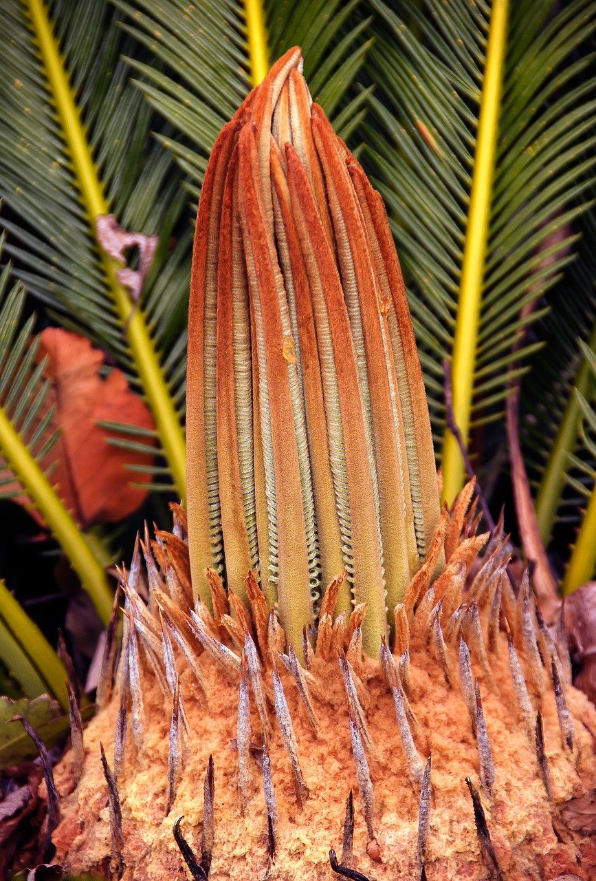 les feuilles des cycas sont produites par séries, que l’on nomme des couronnes