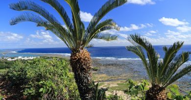 Dans son habitat naturel - ici à Okinawa, Japon - le cycas pousse sur des sols pauvres en matière organique