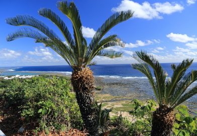 Dans son habitat naturel - ici à Okinawa, Japon - le cycas pousse sur des sols pauvres en matière organique