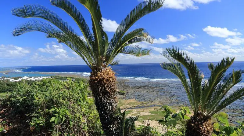 Dans son habitat naturel - ici à Okinawa, Japon - le cycas pousse sur des sols pauvres en matière organique