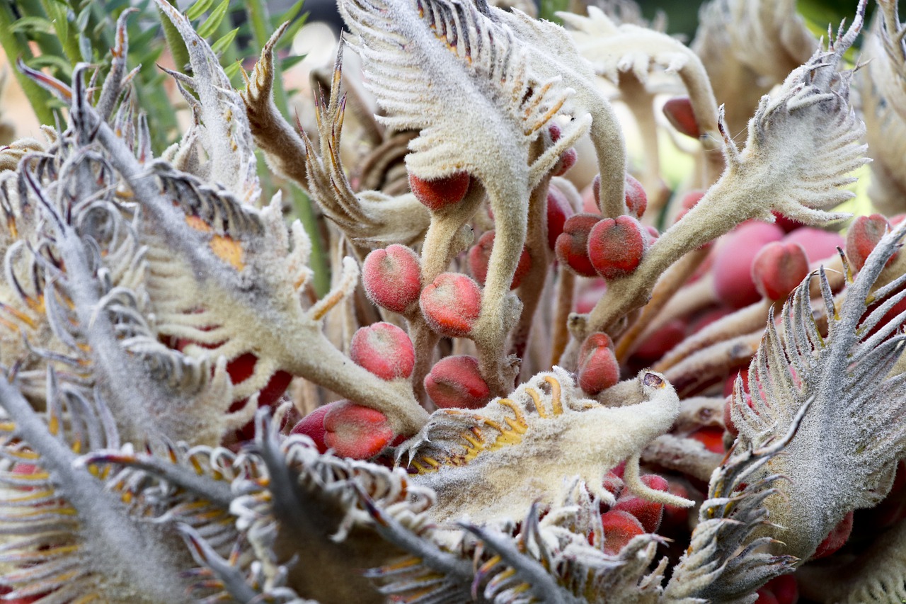 la fructification des cycas est surprenante