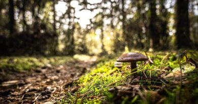 plantes comestibles forêt