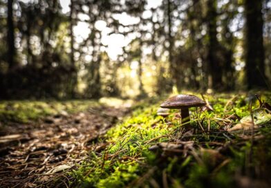 plantes comestibles forêt