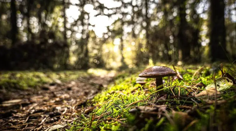 plantes comestibles forêt