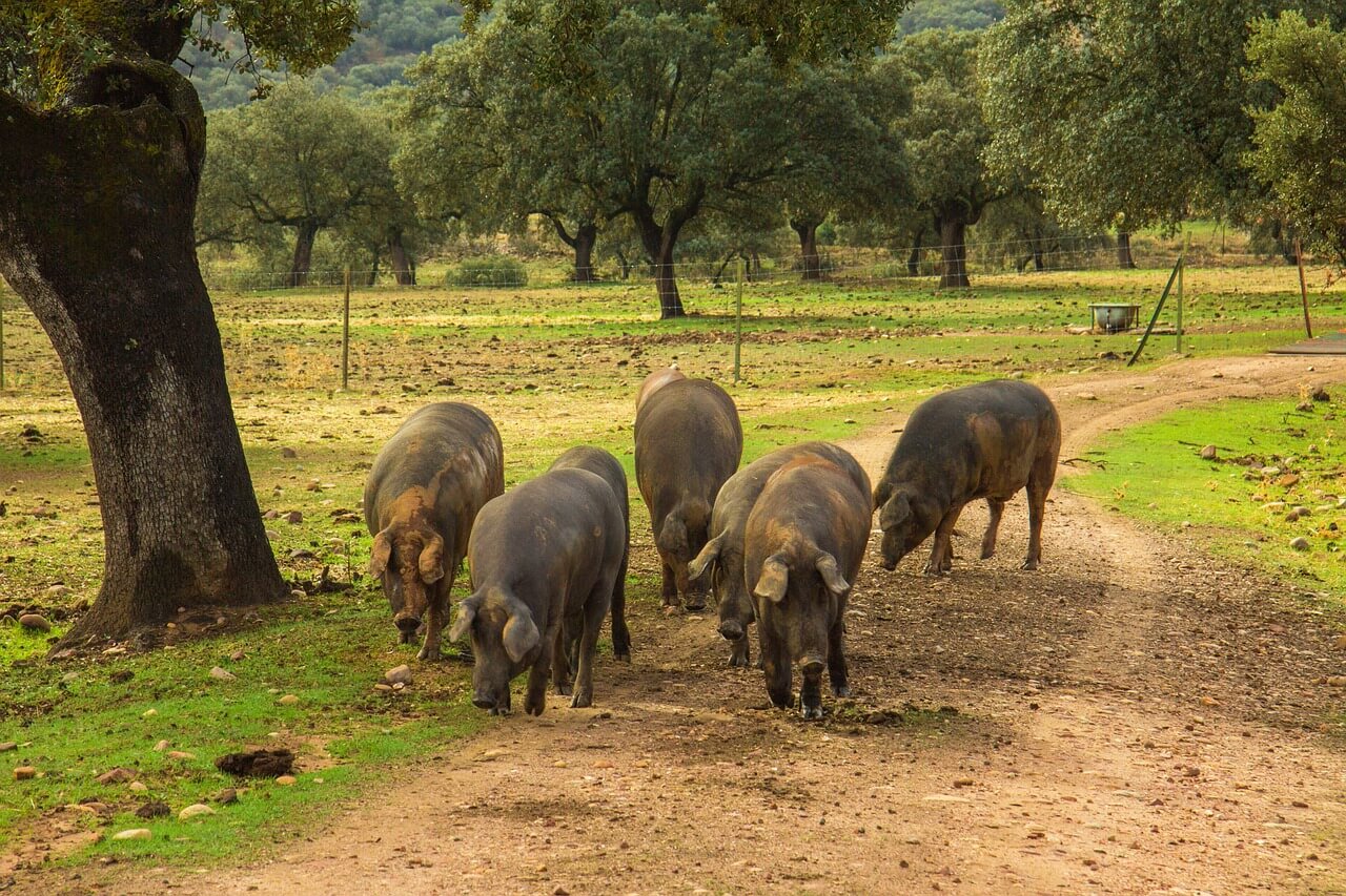 jambon pata negra